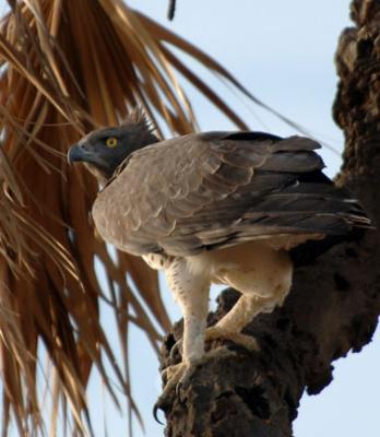 Martial Eagle, Samburu Kenya