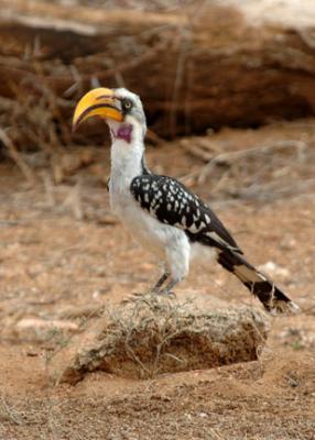  Yellow Hornbill, Samburu Kenya