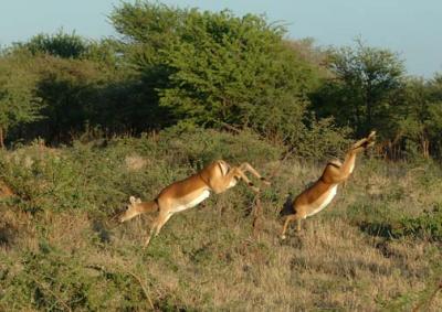Impalas, Serengeti  5