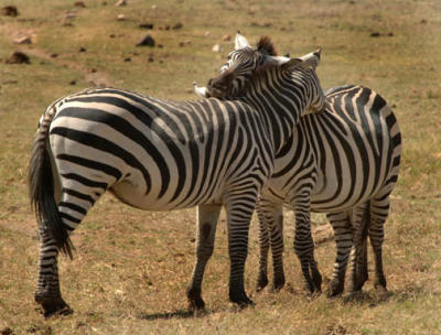 g3/57/566457/3/56232491.MammalsAfricaAmboselliCommonZebrasBillKlippFeb200609.jpg
