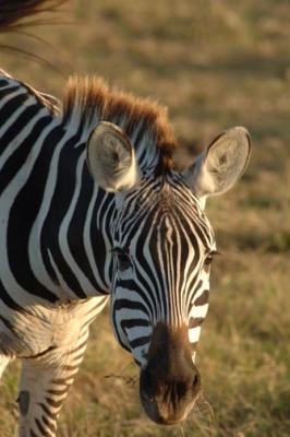 g3/57/566457/3/56232494.MammalsAfricaAmboselliCommonZebraBillKlippFeb200619.jpg
