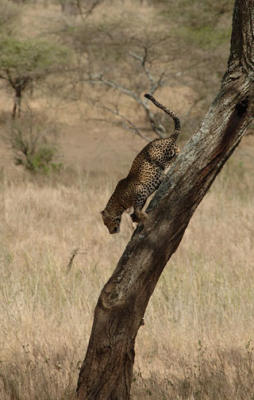 Leopard, Serengeti  14