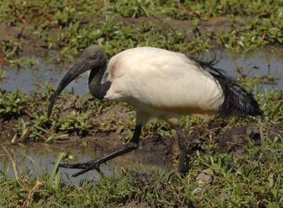 g3/57/566457/3/56232797.BirdsAfricaAmboselliIbisBillKlippFeb200601.jpg