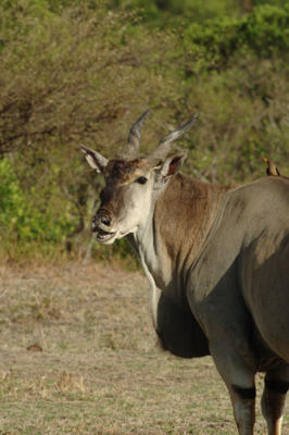 g3/57/566457/3/56232799.MammalsAfricaMasaiMaraElanBillKlippFeb200605.jpg