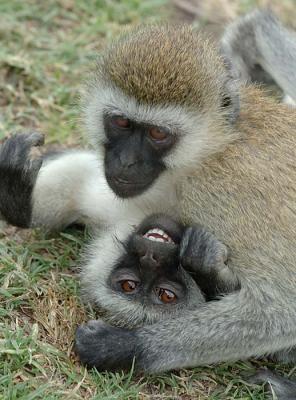 Vervet Monkeys at play, Ngorongoro Crater