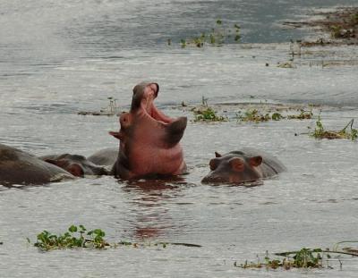 Hippo, Ngorongoro Crater