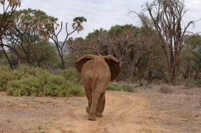 Elephant,   Samburu, Kenya