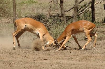 Dueling Impalas, Lake NDutu 