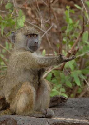 Baboon,  Lake Manyara  3