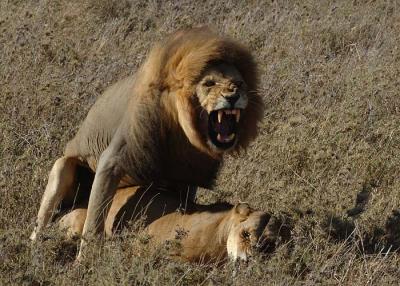 Lions mating, Serengeti  21