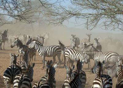 Zebras staging at watering hole, Serengeti 