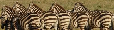 Zebras, Serengeti  11