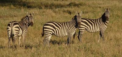 Zebras on the look out, Serengeti  10