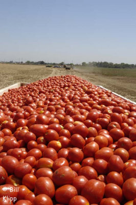 Byron Tomato Harvest 3