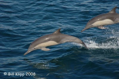 Bottlenose Dolphins 3, Baja