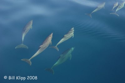 Bottlenose Dolphins 7, Baja
