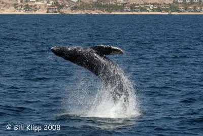 Humpback Whale Breeching 1