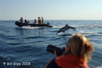 Common Dolphins from Zodiac 2