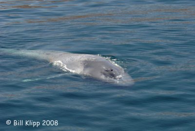 Blue Whale, Los Islotes