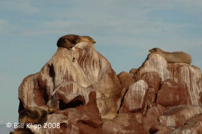 California Sea Lions 2, Los Islotes