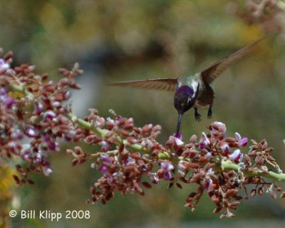 Hummingbird 3, Isla del Carmen Arroyo Blanco