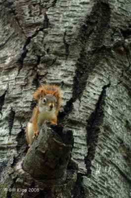 Red Squirrel, Northern Minnesota 1