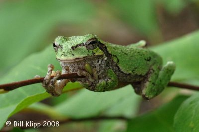 Tree Frog,  Northern Minnesota 2