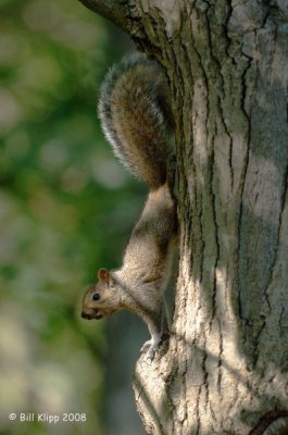 Grey Squirrel, Northern Minnesota