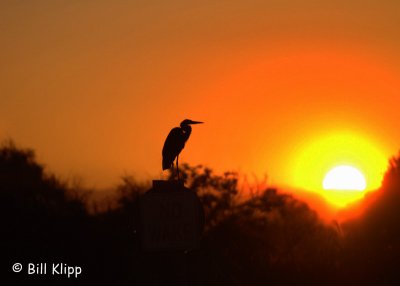 Great Blue Heron Sunset  4