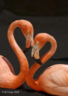 Hearts of Flamingo, San Diego Zoo
