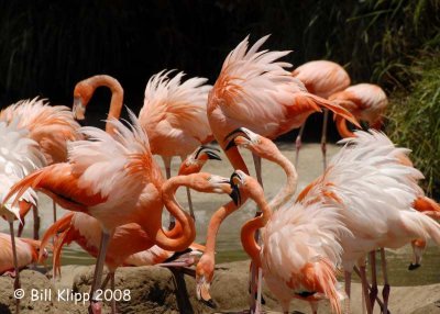 Flamingo Chaos,  San Diego Zoo