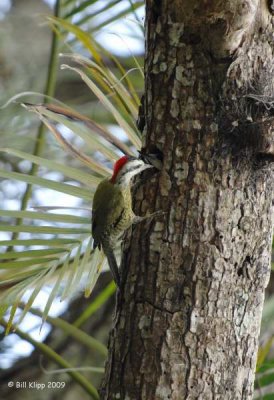 Cuban Green Woodpecker -Carpintero Verde Orquideario Soroa Botanical Gardens