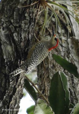 West Indian Woodpecker - Carpintero Jabado , Orquideario Soroa Botanical Gardens