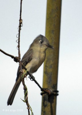 Western wood-pewee -  Bobito del Bosque