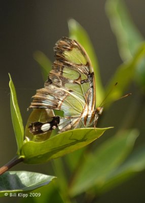 Butterfly, Cuba 4