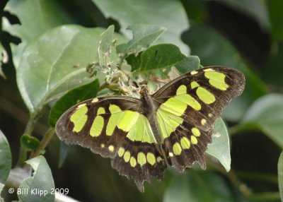 Butterfly, Cuba 5