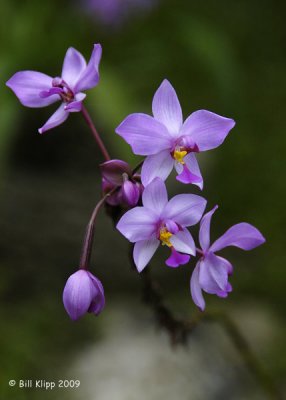 Flowers, Cuba 4