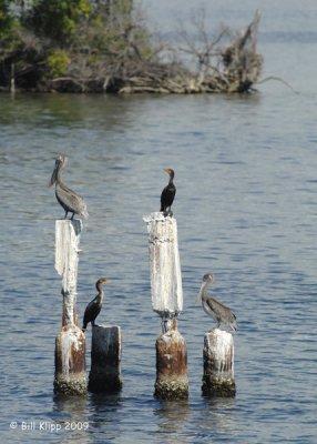 Shore Birds, Cienfeugos