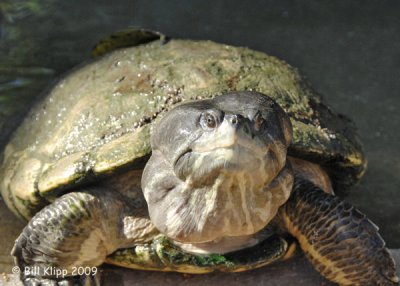 Snapping Turtle, Cuba