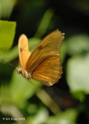 Butterfly, Cuba 3