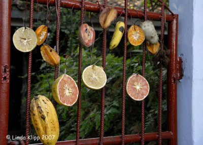 Art on a Fence