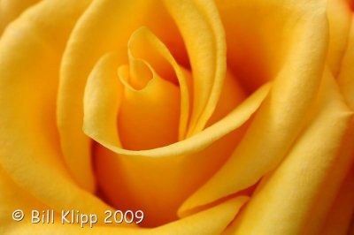 Yellow Rose