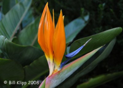 Bird of Paradise, Cape Town 1