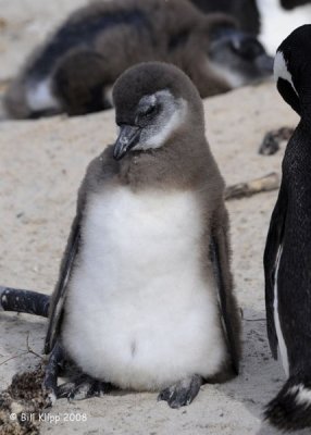 Jackass Penguin Chick, Boulder Beach  3