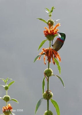 Sun Bird, Cape Town Botanical Gardens 2
