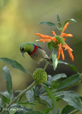 Sun Bird, Cape Town Botanical Gardens 3