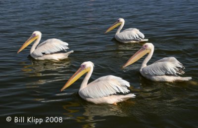 Western White Pelicans, Walvis Bay 3