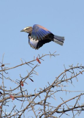 Etosha Purple Roller, Etosha 1