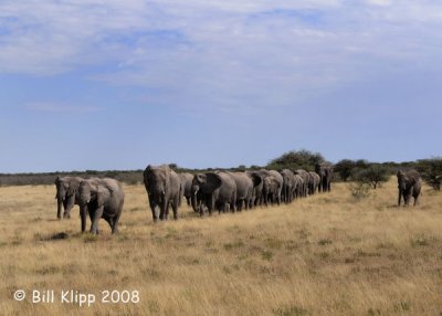 Elephant Breeding Herd, Etosha