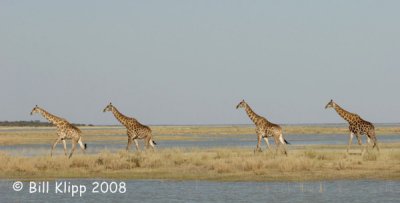 Giraffe Line Up, Etosha